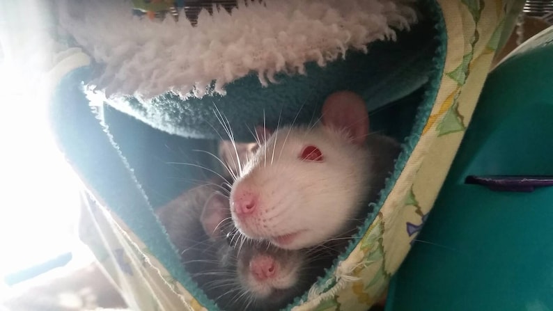 pet rat small animal hammock small animal cage accessories small animal hammocks rats rat Rat hammock rat hammocks cage set