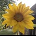 Shannon Latus Ellinwood