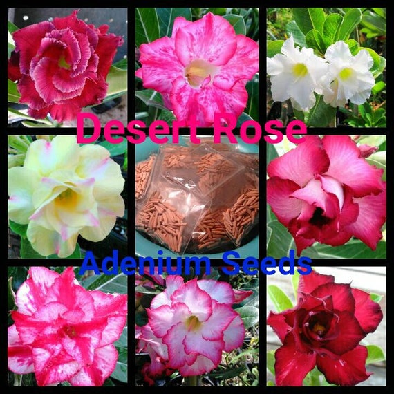 NEW Adenium Obesum Desert Rose" Combee " Fresh 100 Seeds 