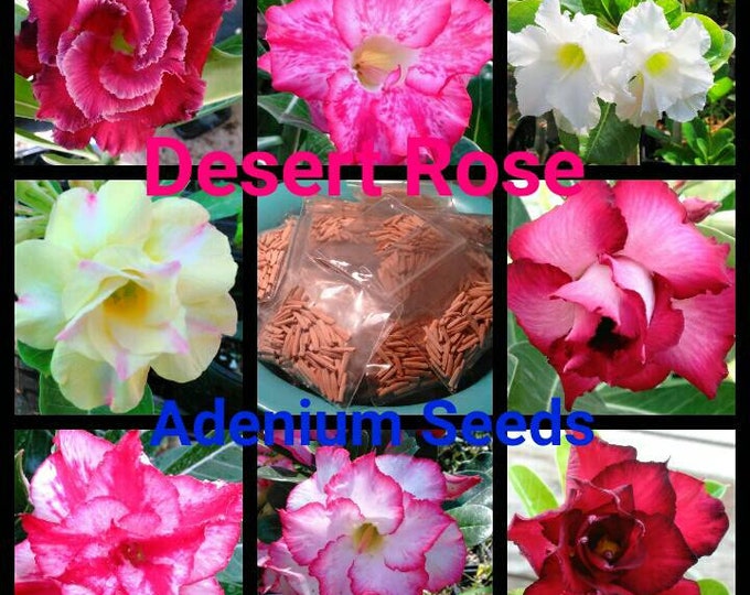 100 Desert Rose Seeds, Adenium Obesum, Assorted Colors, Fresh Seeds