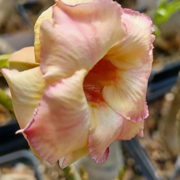 Grafted Adenium #59 Desert Rose plant Exotic color Adenium Obesum