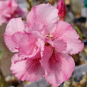 Grafted Variegated Adenium #84 Desert Rose plant Exotic color Adenium Obesum