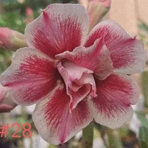 Grafted Adenium #28 Desert Rose plant Exotic color Adenium Obesum "Butterflies"