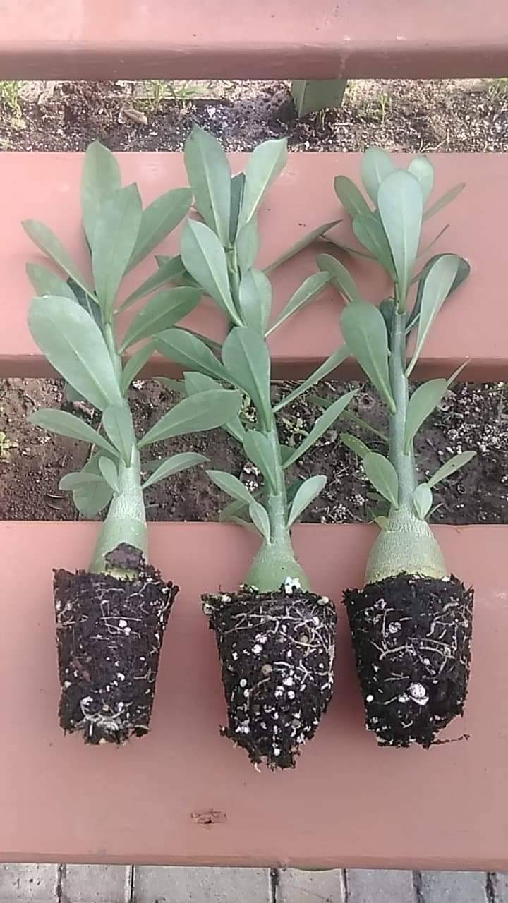 Bundle of 3 Adenium Obesum Desert Rose plants/Mixed colors/single flo…
