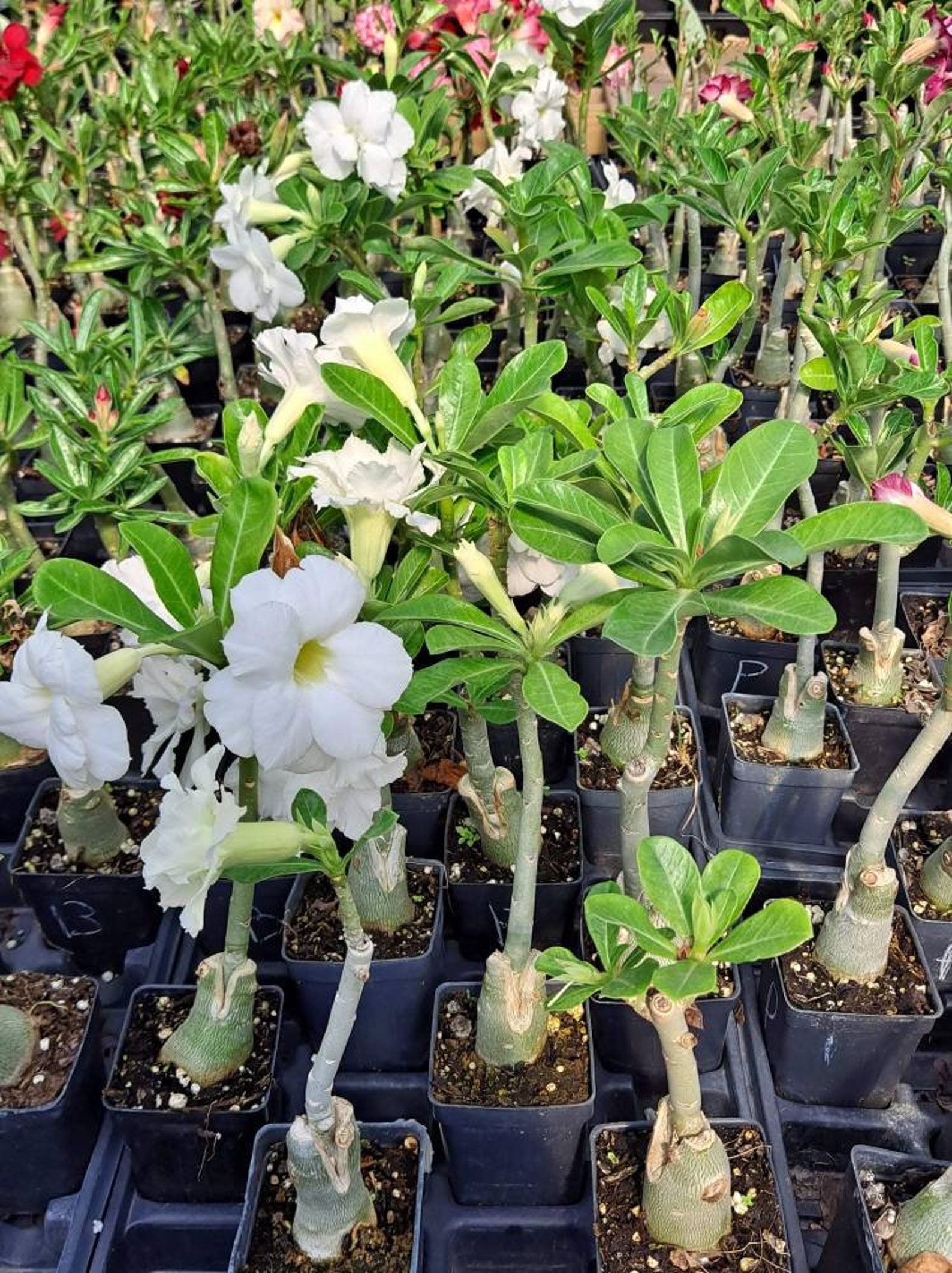 Clearance Adenium Grafted Double White Desert Rose Etsy