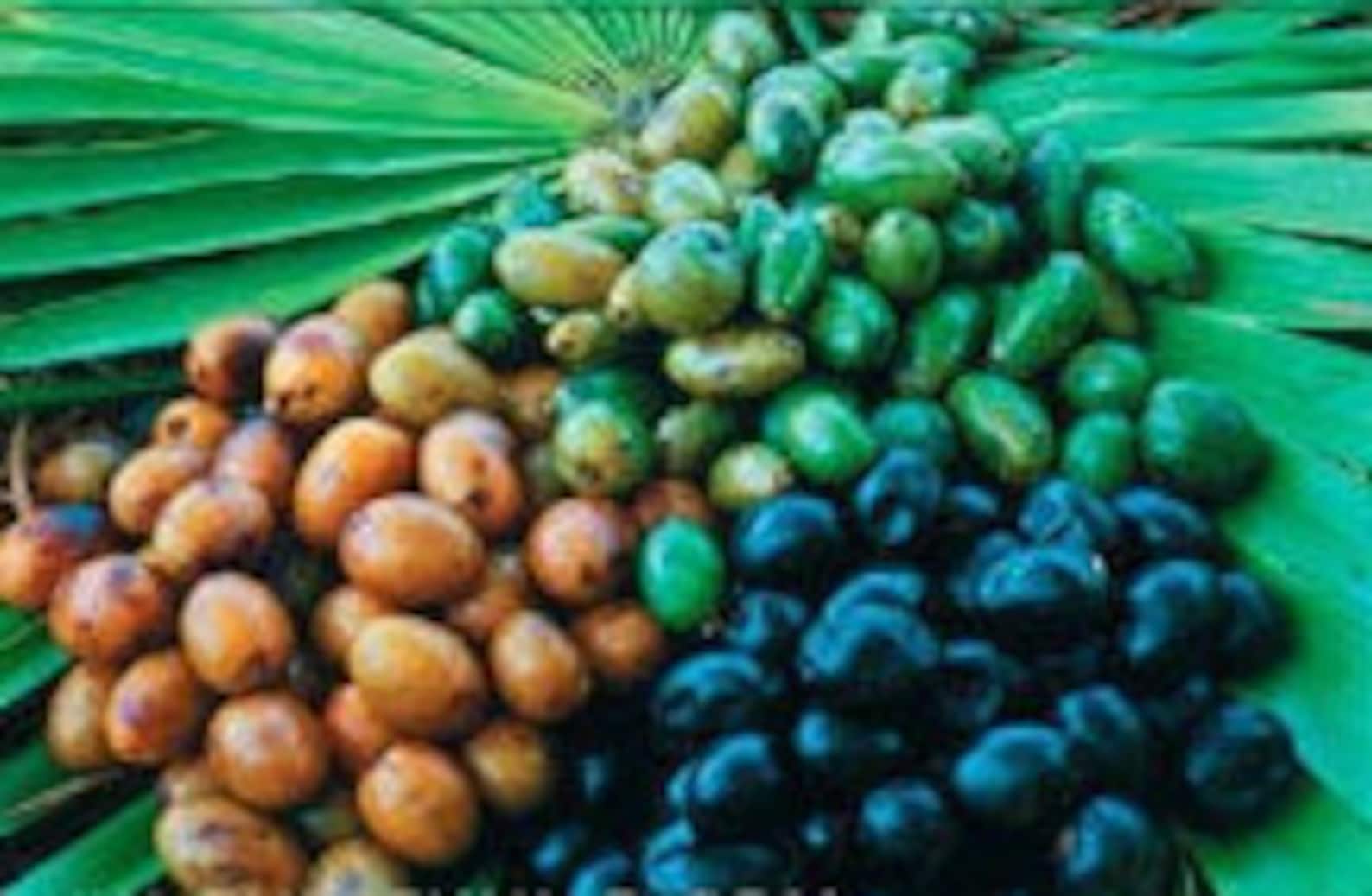 Saw Palmetto Berries Whole Sale per Ib. Etsy