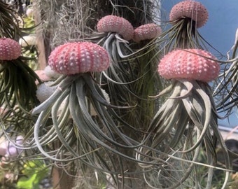 Jellyfish Air Plants - gift from the Florida keys - Pink shell sea urchin /stricta hybrid tillandsia/beach gift/air plant gift- Florida gift