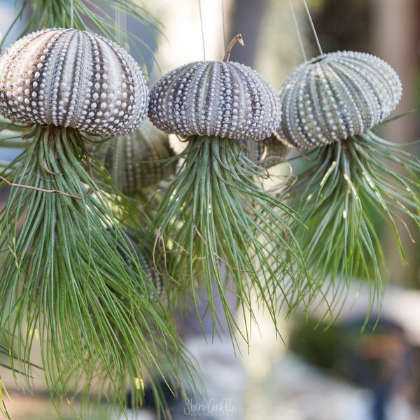 Air Plant Sea Urchin "Jellyfish" tillandsia Adreana / Tips turn red and shoots out red flower when In bloom