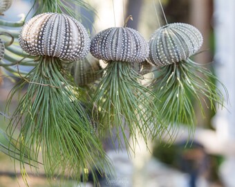 Air Plant Sea Urchin "Jellyfish" tillandsia Adreana / Tips turn red and shoots out red flower when In bloom