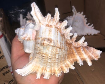 Large 4”-6”Murex Ramous Seashell/Air Plant Holder/Unique Seashells/ Natural/Beautiful Shells/Sea Shell Craft Decor Supplies