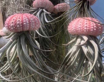 Jellyfish Air Plant – Pink Sea Urchin Shell