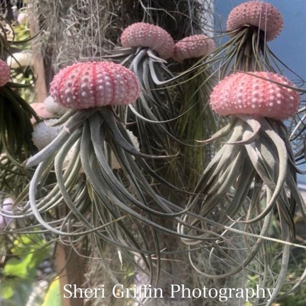 Jellyfish Air Plants - gift from the Florida keys - Pink shell sea urchin /stricta hybrid tillandsia/beach gift/air plant gift- Florida gift