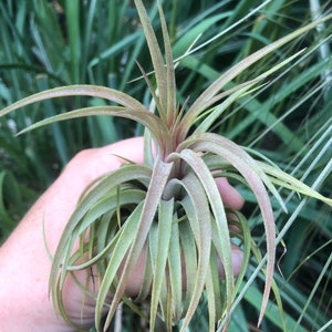 Victoriana air plant/blooms bright pink/red tillandsia Exotic/rare air plant Grows many pups after blooming Healthy image 4