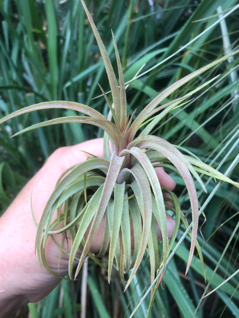 Victoriana air plant/blooms bright pink/red tillandsia Exotic/rare air plant Grows many pups after blooming Healthy image 4