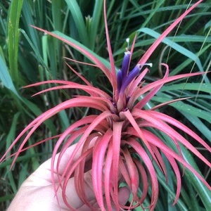 Victoriana air plant/blooms bright pink/red tillandsia Exotic/rare air plant Grows many pups after blooming Healthy image 2