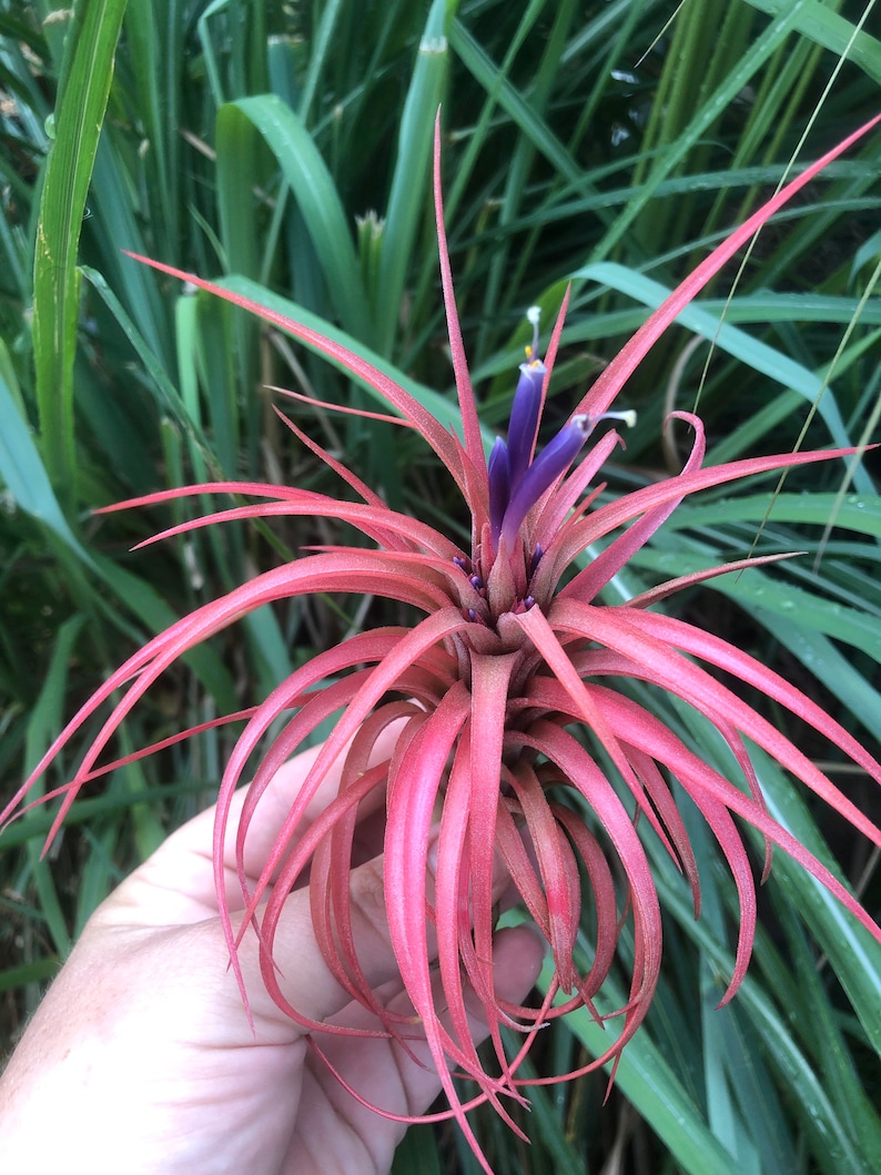 Victoriana air plant/blooms bright pink/red tillandsia Exotic/rare air plant Grows many pups after blooming Healthy image 2