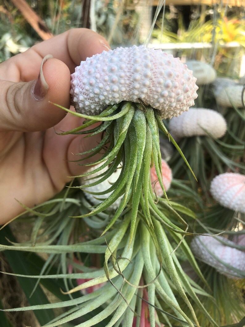 Hanging Air Plant Jellyfish With Pink Sea Urchin Shell/florida Etsy