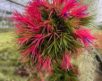 Huge Bromeliad Aechmea Little Harvey Plant Exotic Partial Sun - Etsy