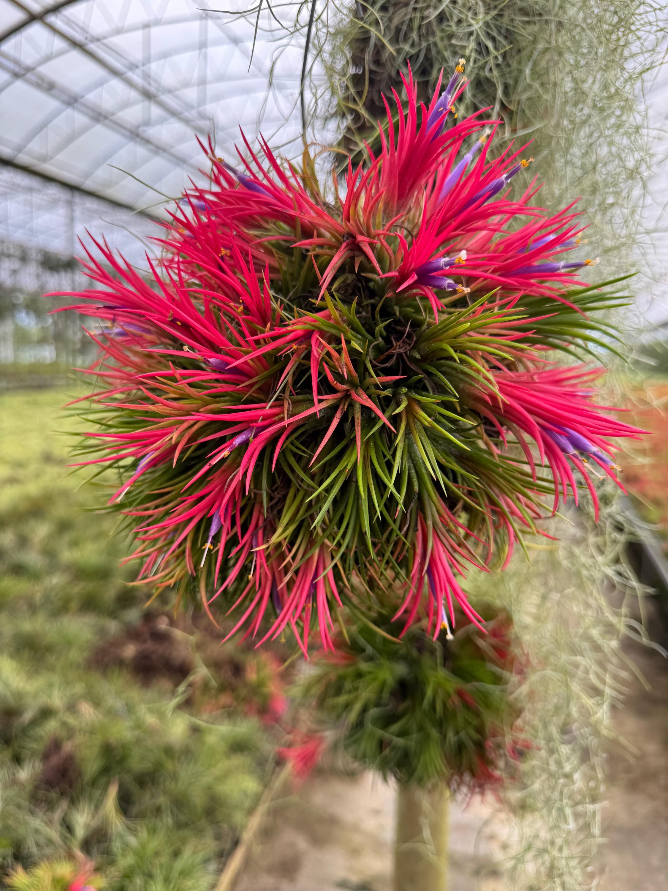 COLLECTOR Limited Edition Blooming Natural Cluster Air Plant Ball