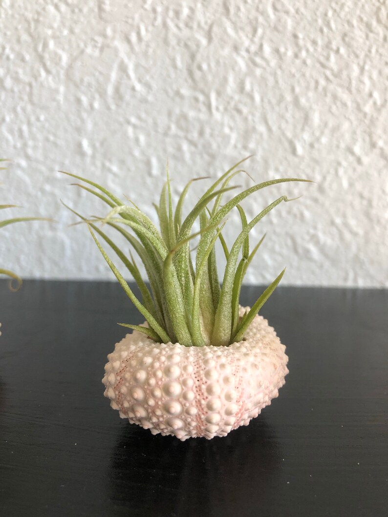 Three Pack Pinklight pink Sea urchin ornaments with air planttillandsia mexicanaredpink and purple bloom Sea urchin in shell