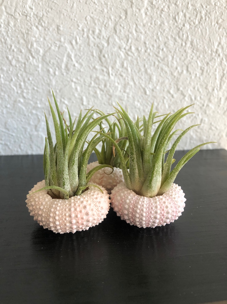 Three Pack Pinklight pink Sea urchin ornaments with air planttillandsia mexicanaredpink and purple bloom Sea urchin in shell