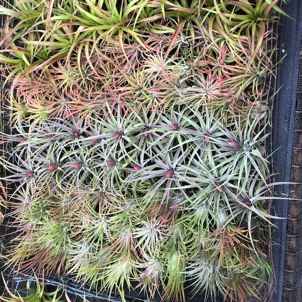 Air Plants for Sale Etsy