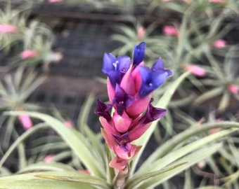 Aeranthos airplant blooms Pink/purple flowers /air plant only/ blue/lavender flower and pink bloom/enjoy watching the whole bloom cycle!