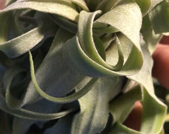 Curly streptophylla tillandsia/healthy/ rare  and with long roots growing/blooming soon!