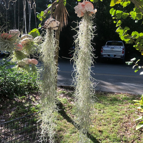 XXL Spanish Moss Air Plant Jellyfish - Hanging large sea urchin jellyfish Live Home and garden Decor Unique Birthday Gift/housewarming gift