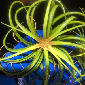 Victoriana air plant/blooms bright pink/red tillandsia Exotic/rare air plant Grows many pups after blooming Healthy image 8