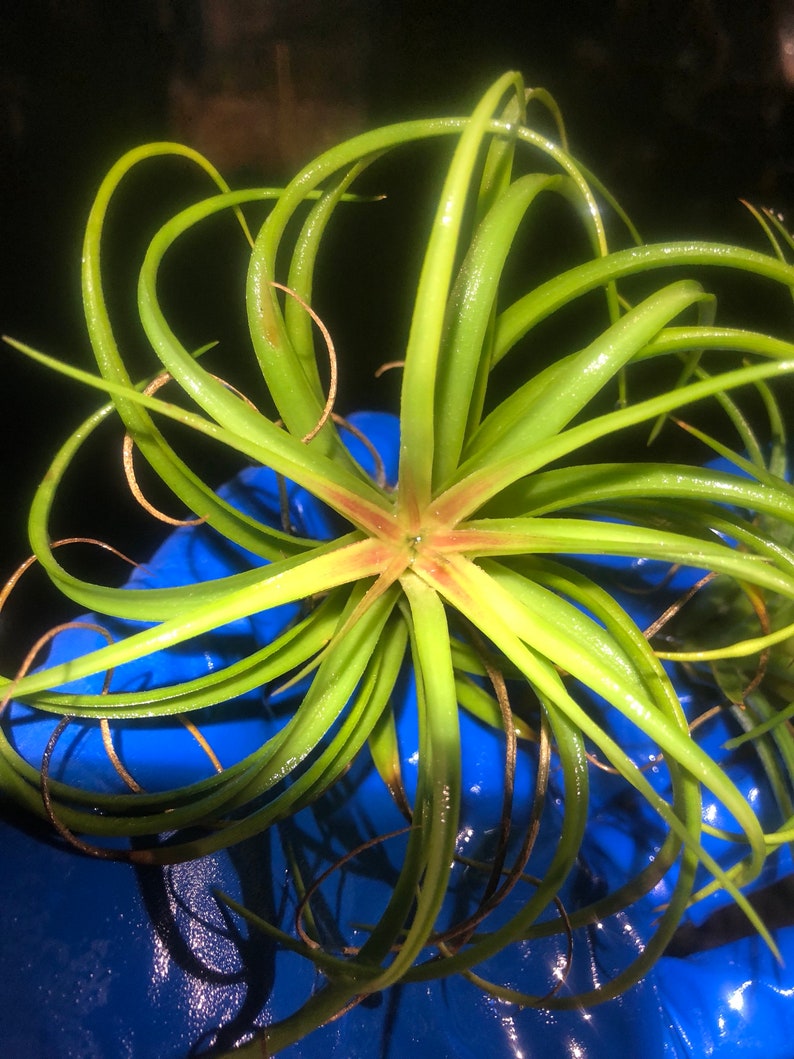 Victoriana air plant/blooms bright pink/red tillandsia Exotic/rare air plant Grows many pups after blooming Healthy image 8