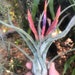 see more listings in the Air Plants Only section