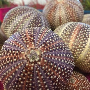 Beautiful English Cornish sea urchins/choose size at checkout/rare medium/large/jumbo sea urchin/UK/ rare gifts/beach gift/shell gift