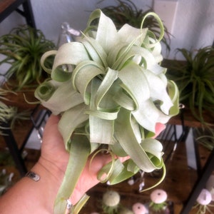 Rare pure streptophylla linguini air plant/curly air plant/ linguine air plant/ collector plant/ curly leaves pasta plant