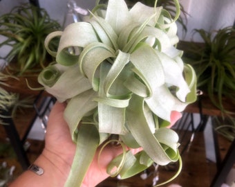 Rare pure streptophylla linguini air plant/curly air plant/ linguine air plant/ collector plant/ curly leaves pasta plant