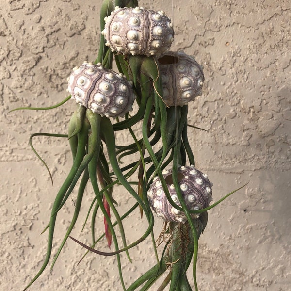 XL Curly air plant Sea Urchin Jellyfish! Will bloom! Deals at checkout! air plant/Sputnik sea urchin shell/caput medusae/Florida gift