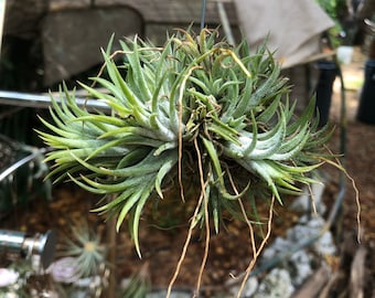 Cluster of healthy ionantha rubra varieties/ air plants naturally clumped together. Will get larger,keep growing and bloom Red/pink