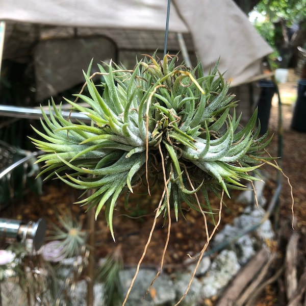 Cluster of healthy ionantha rubra varieties/ air plants naturally clumped together. Will get larger,keep growing and bloom Red/pink