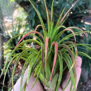 Victoriana air plant/blooms bright pink/red tillandsia Exotic/rare air plant Grows many pups after blooming Healthy image 7