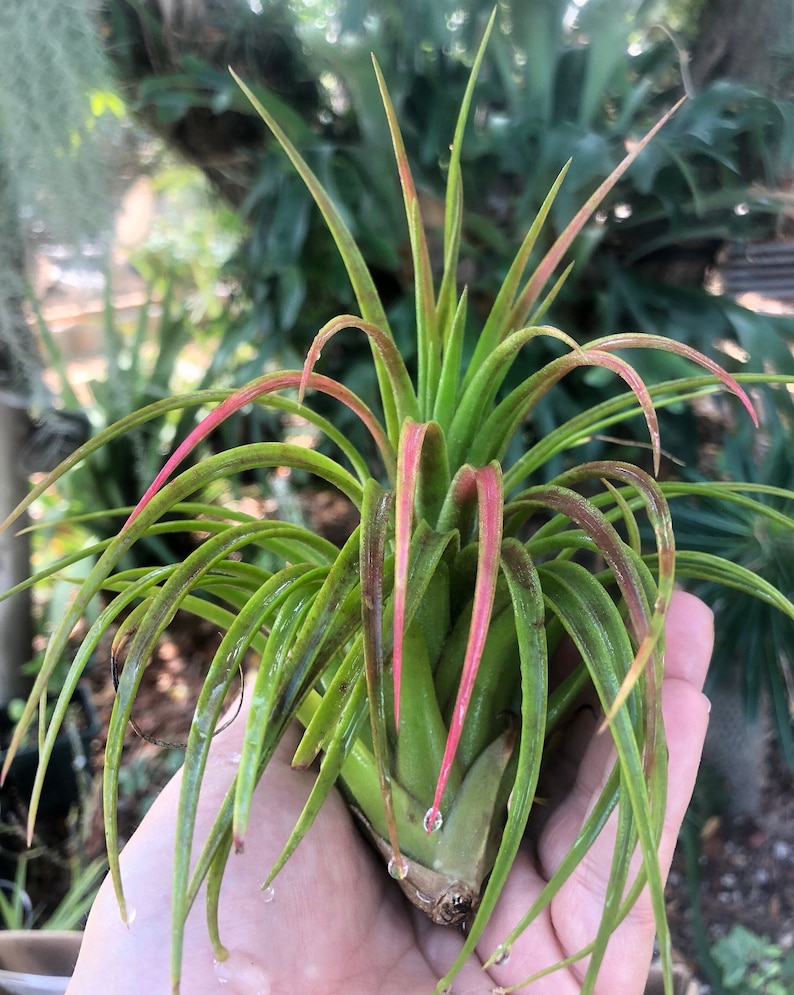Victoriana air plant/blooms bright pink/red tillandsia Exotic/rare air plant Grows many pups after blooming Healthy image 7