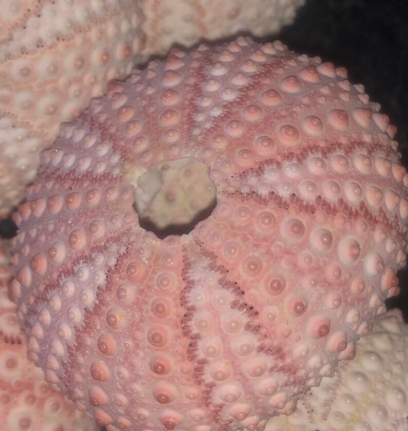 Three Pack Pinklight pink Sea urchin ornaments with air planttillandsia mexicanaredpink and purple bloom Sea urchin in shell