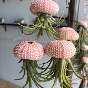 Hanging air plant jellyfish with pink sea urchin shell/Florida keys gift/ air plant gift/ plant gift/unique plant gift/ small ionantha rubra