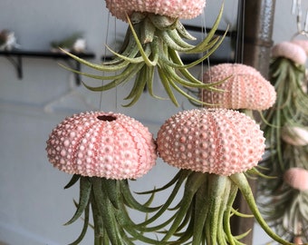 Hanging Air Plant Jellyfish: Pink Sea Urchin Shell, Ionantha Rubra