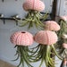 see more listings in the Air Plant Jellyfish section