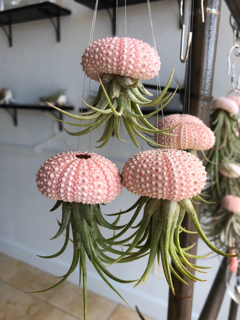 Hanging Air Plant Jellyfish With Pink Sea Urchin Shell/florida Etsy