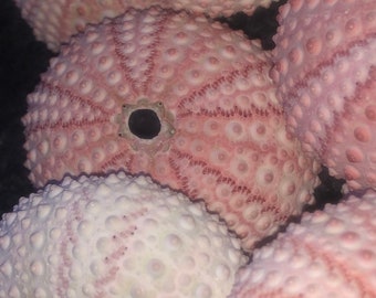 Pink and white sea urchin shells