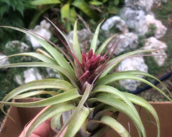 BLOOMING SOON Streptophylla hybrid  air plant only/ curly Air Plant/ bright pink/burgundy/maroon/shoots purple flowers/very curly/tillandsia
