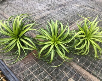 BRACHYCAULOS SELECT “Burgundy” air plant. Will bloom a Dark maroon bloom.  Round air plant/ red air plant