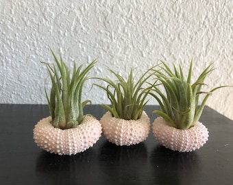 Set of 3 Pink/light pink Sea urchin table decoration with small air plant/tillandsia rubra/red/pink and purple bloom/beach gift/Florida keys