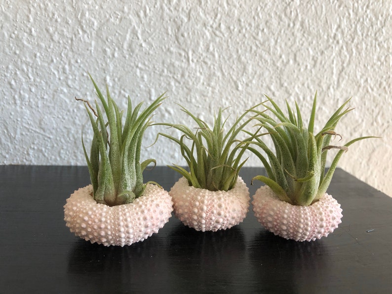 Three Pack Pinklight pink Sea urchin ornaments with air planttillandsia mexicanaredpink and purple bloom Sea urchin in shell